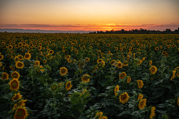 California Sunflowers, agriculture field at sunset  - Powered by Adobe