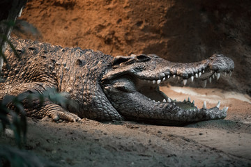 Crocodile Shows Teeth