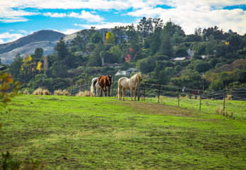 Horses At Pasture