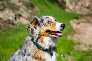 Big Dog Poses For Portrait