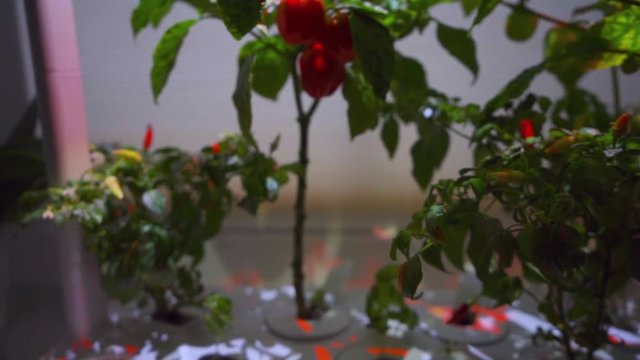 Chilli Peppers in Smart Garden-JIB CLOSEUP
