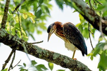 Beautiful green heron portrait. 