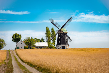Fototapeta na wymiar Wheat windmill. Harvest concent. The Stock Photo.