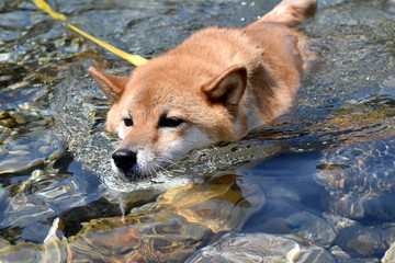 柴犬・水遊び・泳ぐ