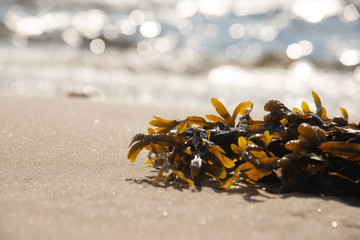 Brown seaweed. Health food concept. Stock photo.