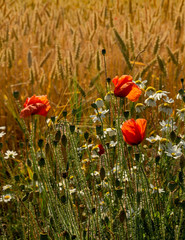 Flowers of red poppies and white daisies against field of golden wheat.