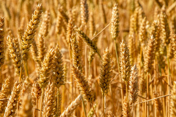Obraz premium Spikes of golden wheat. Harvest concept. Stock photo.