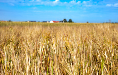 Field of ripening barley. Harvest concept. Stock photo.