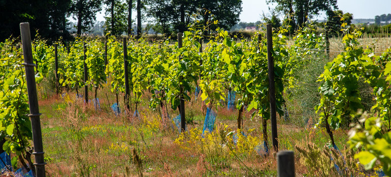 Vineyard in Sweden a sunny daylight. Stock photo.