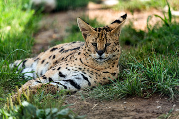 Lynx looking tired and sleepy. 
