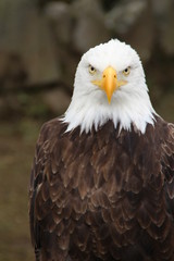 Fototapeta premium Looking at