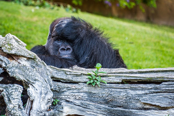 Male gorilla with his hand on his head.
