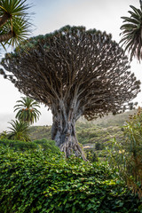 Drago Milenario from Icod de los Vinos, Tenerife, Spain
