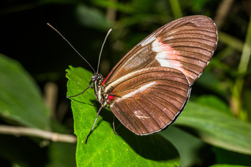 Obraz na płótnie Canvas heliconius mepomene butterfly 