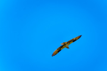 Obraz premium Osprey or Fish Hawk circling its nest under blue sky, along the Coldwater Road near Merritt, British Columbia Canada