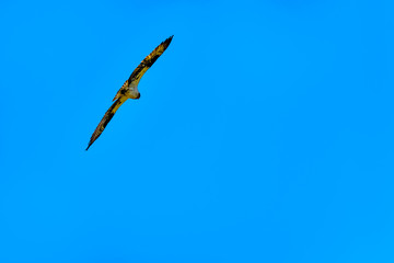 Osprey or Fish Hawk circling its nest under blue sky, along the Coldwater Road near Merritt,...