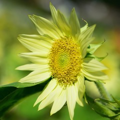 淡い黄色のヒマワリの花