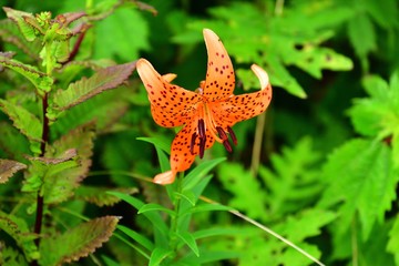 伊吹山で出会った満開のオニユリ