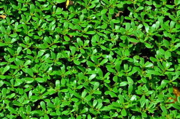 
Graphic resource consisting of natural green vegetation.