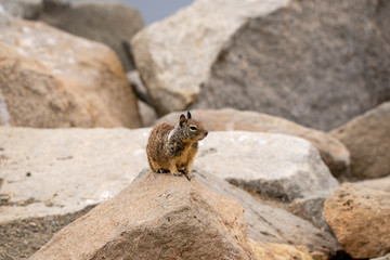 Naklejka na ściany i meble Small brown squirrel on rocky coast.