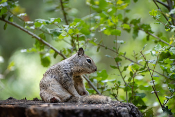 Ground squirrel sitting hunched on tree stump in a forest.