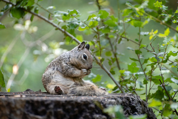 Ground squirrel on tree stump in a forest eating.