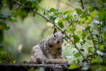 Naklejka na ściany i meble Squirrel on a stump in a forest looking forward.