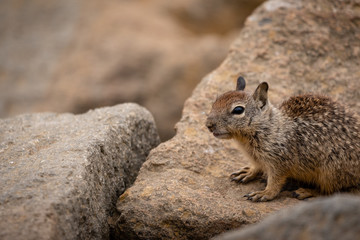 Naklejka premium Small brown squirrel on rocky coast.