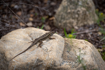 Lizard on a rock in the woods.