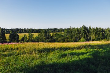 green meadow at sunny summer day