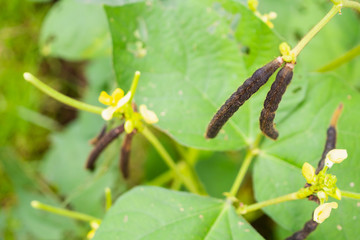 Green Mung bean crop closeup in agriculture field
