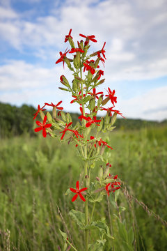 Royal Catchfly Wildflower (silene Regia)