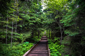 Obraz premium The Path