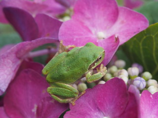 アジサイとカエル