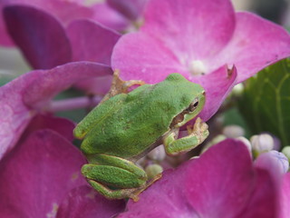 アジサイとカエル