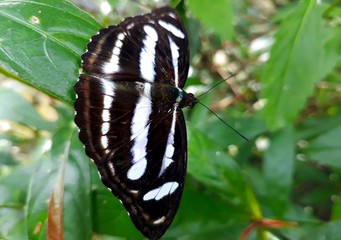 Athyma kanwa  is a genus of brush-footed butterflies. They are commonly known as the 