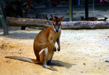 The agile wallaby (Macropus agilis) also known as the sandy wallaby, is a species of wallaby found in northern Australia and New Guinea. © noraismail