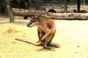 Fototapeta na wymiar The agile wallaby (Macropus agilis) also known as the sandy wallaby, is a species of wallaby found in northern Australia and New Guinea.