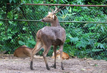 The barasingha (Rucervus duvaucelii syn. Cervus duvaucelii), also called swamp deer.