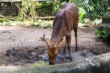 The barasingha (Rucervus duvaucelii syn. Cervus duvaucelii), also called swamp deer.
