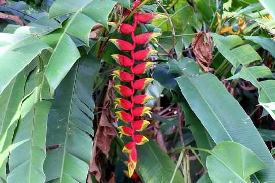 Heliconia rostrata (also known as hanging lobster claw or false bird of paradise or sepit udang or wannura).