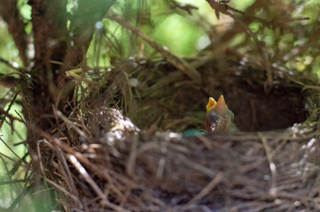 Naklejka na ściany i meble Baby bird with mouth open in nest.