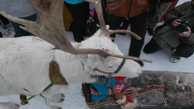 Sami Family And Reindeer Make Yearly Traditional Appearance At Jokkmokk Market. A 400-Year Unbroken Tradition In Northern Sweden.