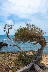 Aruba - lone coastal tree northern leeward shore