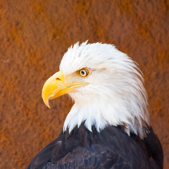 Closeup of American Bald Eagle bird outdoor