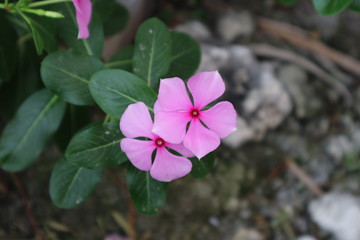  Catharanthus Roseus Red