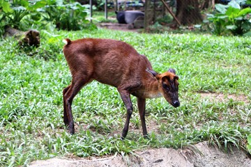 Muntjacs, also known as barking deer and Mastreani deer or kijang.