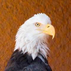 Closeup of American Bald Eagle bird outdoor