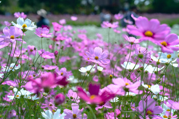 Obraz na płótnie Canvas Cosmos bipinnatus flowers shine in the flower garden with colorful shimmering bonsai and beautiful. This flower is like stars sparkling in the sky