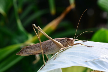 A long-legged katydid sits on a plant in its environment.